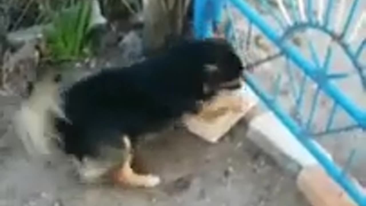 FUNNY CATS and DOGS 🐱🐶 & other CUTE ANIMALS 🐾 New Funniest Animals Videos 2023 😂240p