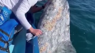 Whale kisses boat passengers