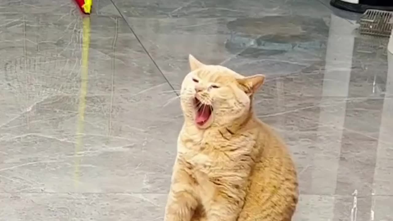 Funny cats video