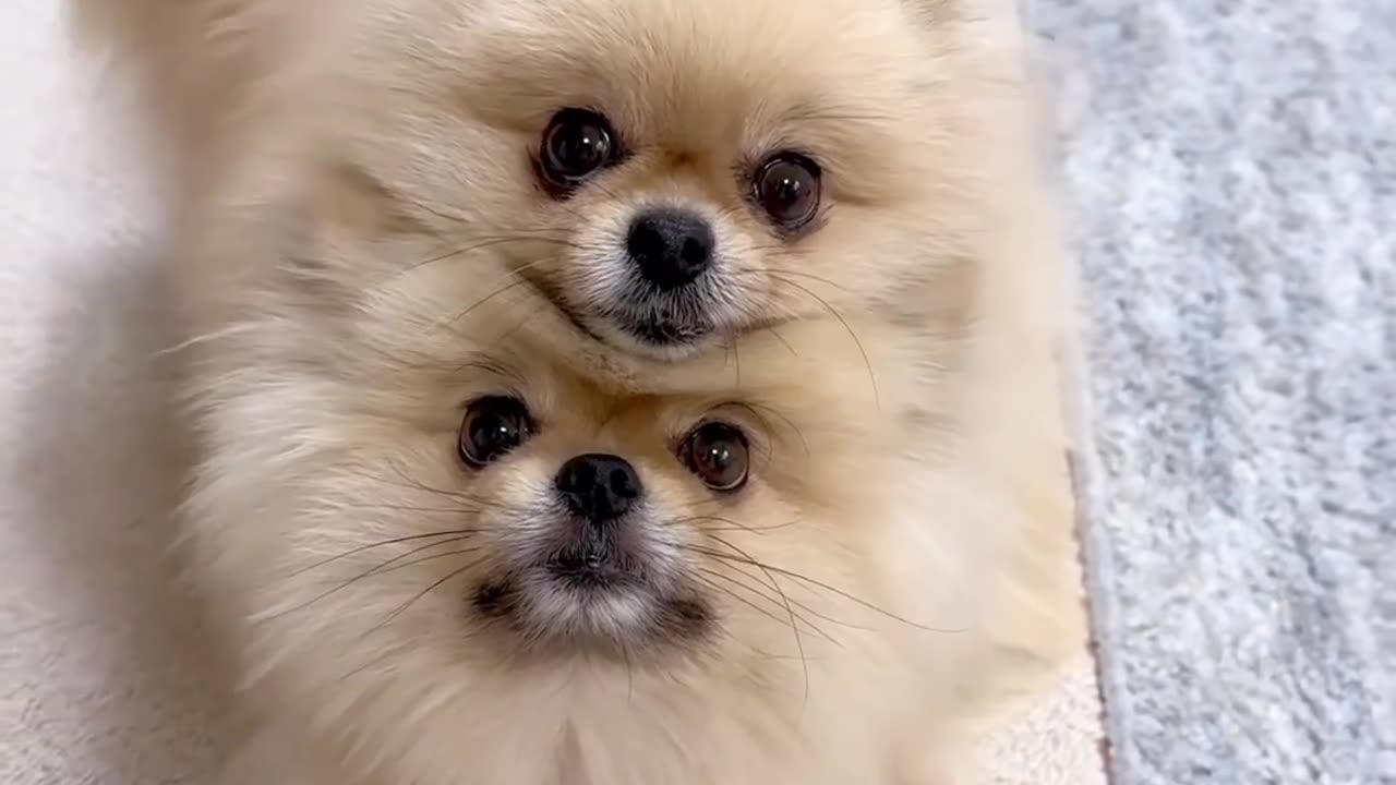 Beautiful Dogs Video | Cute Puppy |