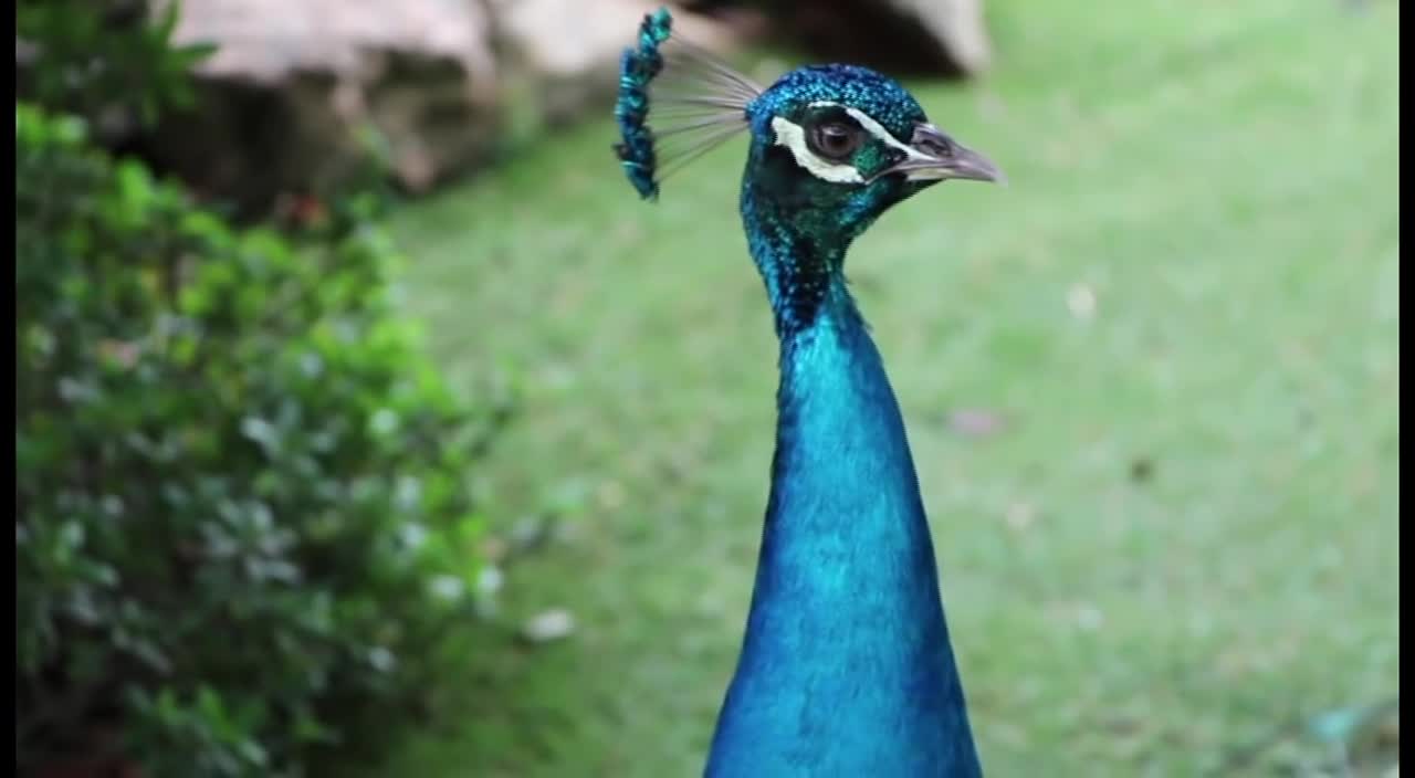 Squawking Peacock