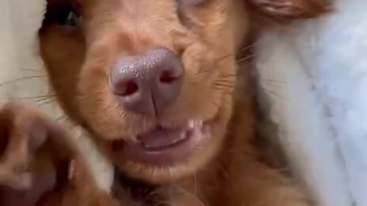 This cute dog video make your day