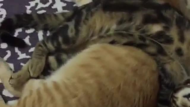 Two sleeping cats