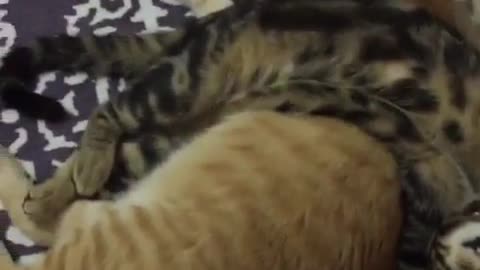 Two sleeping cats