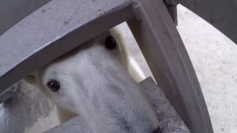 Polar Bear Encounter