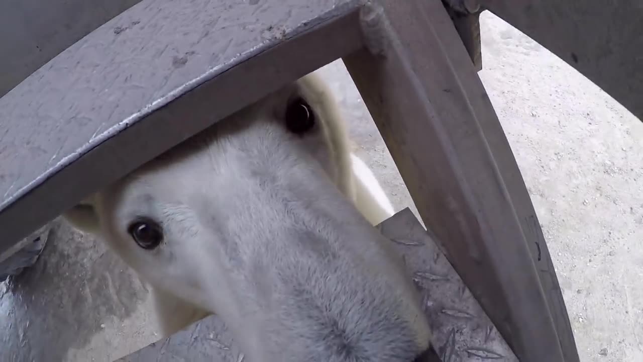 Polar Bear Encounter