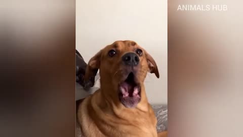 Funniest Animals videos 🤣🤣