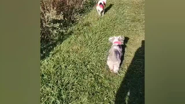 Dogs Walking at a Forest Preserve