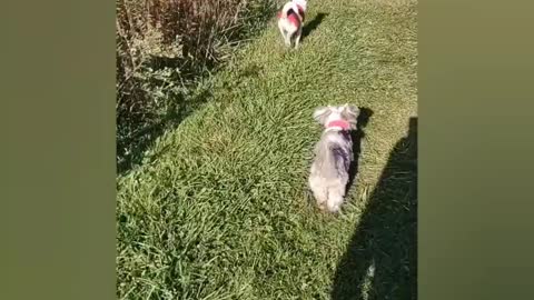 Dogs Walking at a Forest Preserve