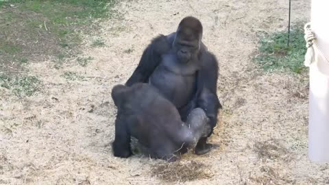 Silverback Gorilla doesnt lose