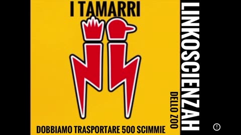 I Tamarri vogliono trasportare 500 scimmie dalla Romania all'Italia