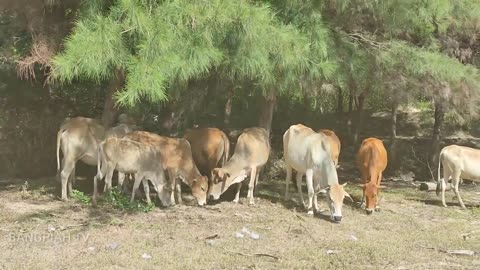 Collection of tame cows playing together under a tree near the beach