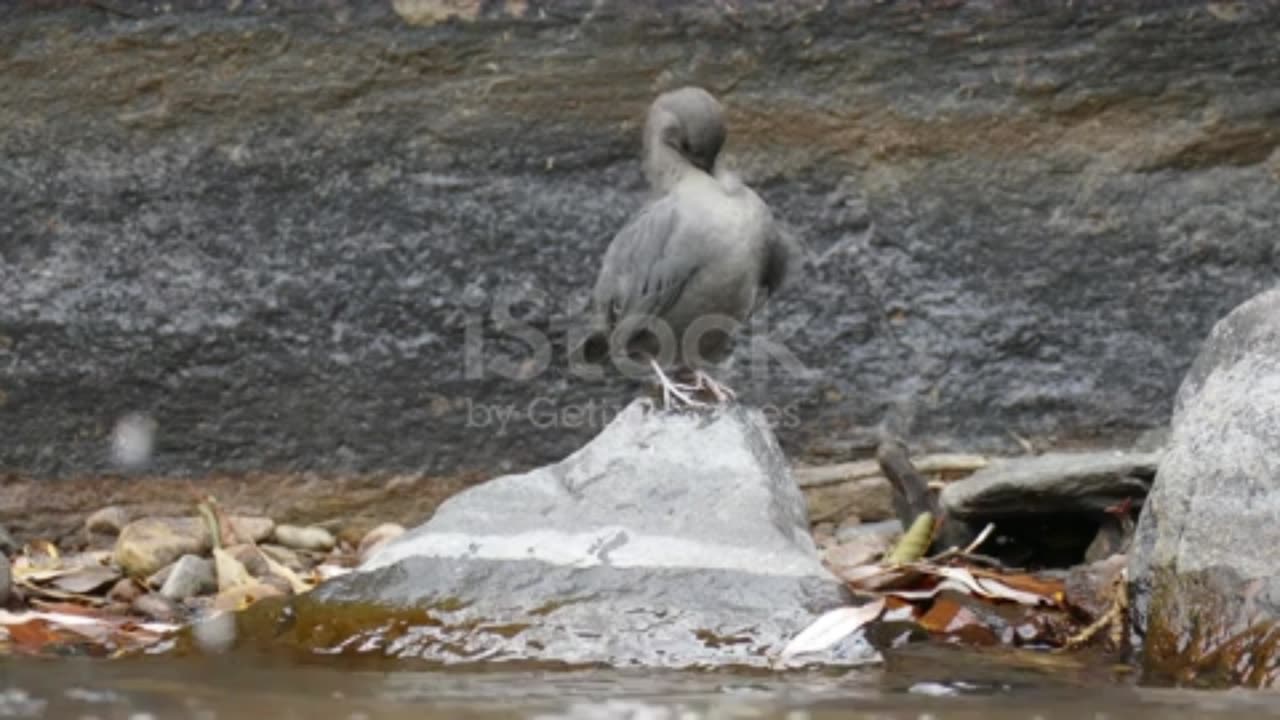 Soothing Sounds of Birdlife at the River - A Natural Oasis of Calm