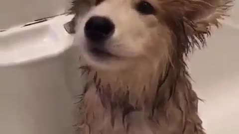 A dog that likes to eat and bathe.