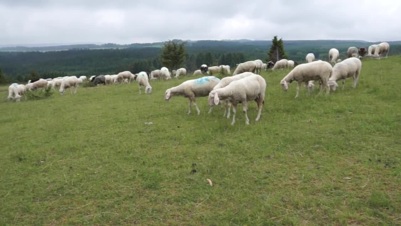 Sheep Meadow Field Tuttlingen Germany Meat