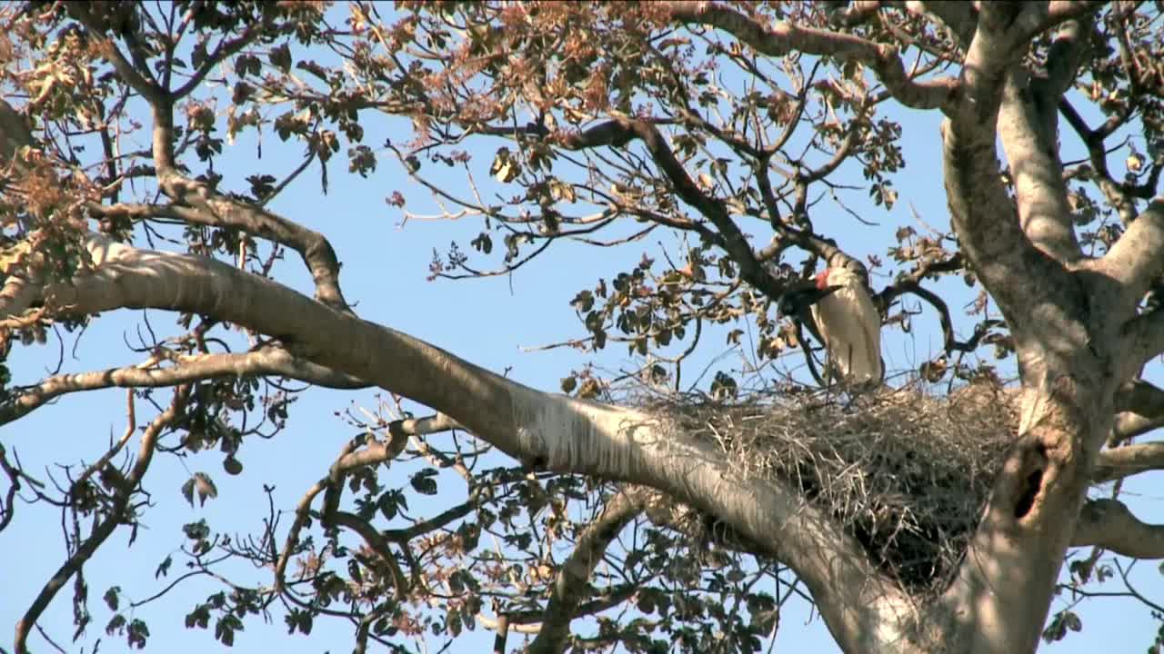 Naked-necked Stork on a tree