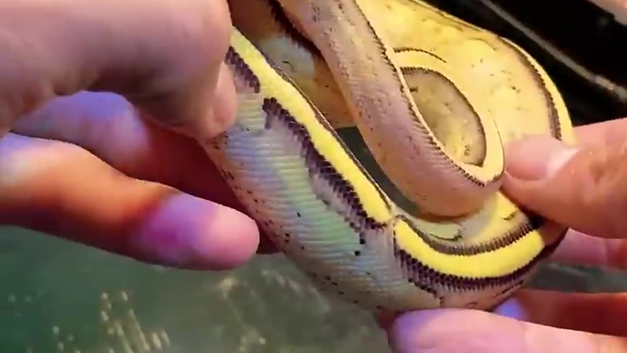 5 Amazing snake vedio/ Kashif sarwar chanel