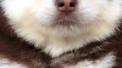 Funniest and Cutest Puppies