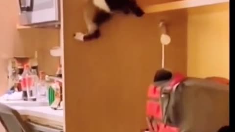 This fat cat, you think you can get up there