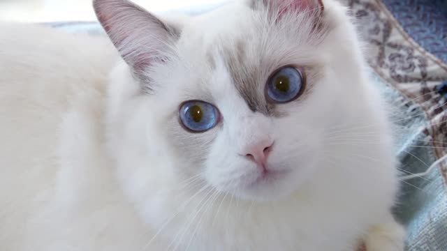 Curious Cats