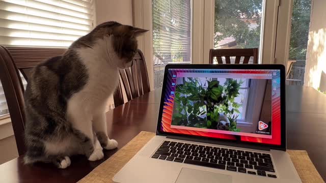 My Cat 🐈 Watching Video On my Laptop