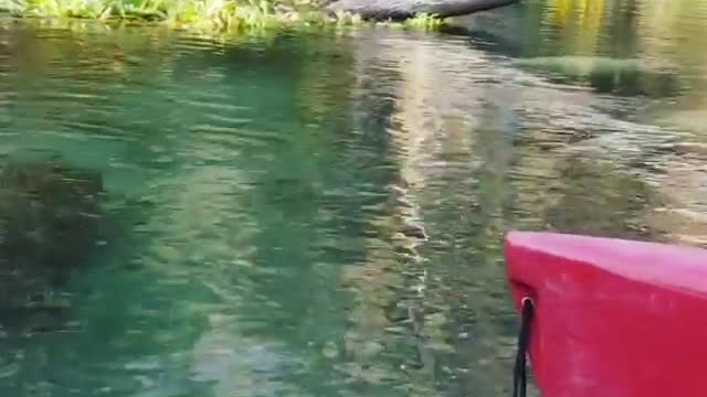 Close enough to touch the Manatee.