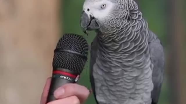 Talking Parrot😍😍