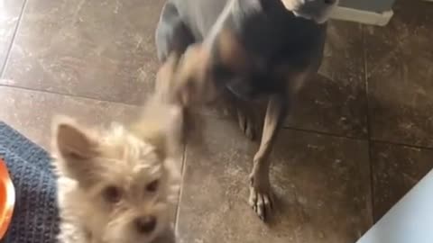He didn’t take his eyes off the treat one second 😂