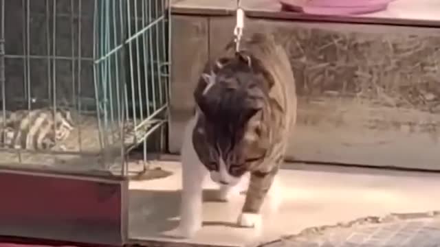Funny Cats and Dogs Funny Animal Videos; you will laugh