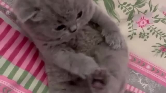 KUCING REBAHAN