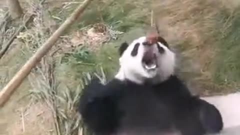 Panda Fishing