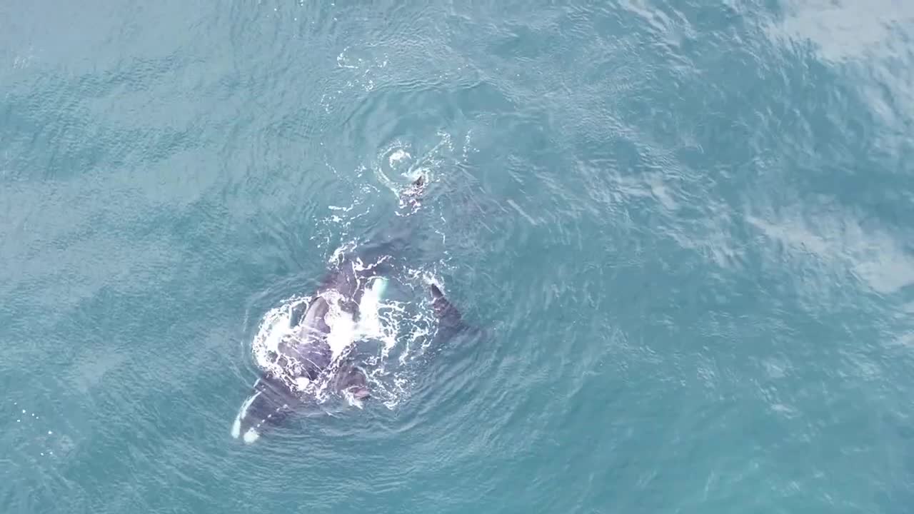 06 August 2022 Whales Mating - Western Cape Outeniquastrand SA