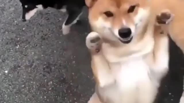 DANCING AND ENJOYING CUTE DOG