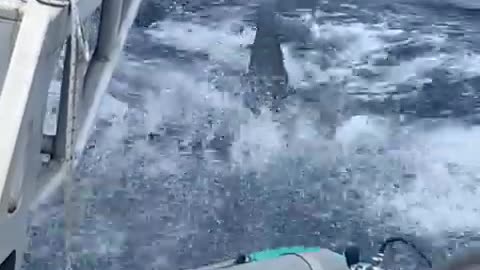 Great Shark Video Rumble App