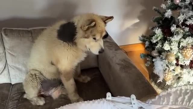 Curious Dog And Cat Bond With Newborn Baby! He Rocks Him To Sleep! (Cutest Ever!!)