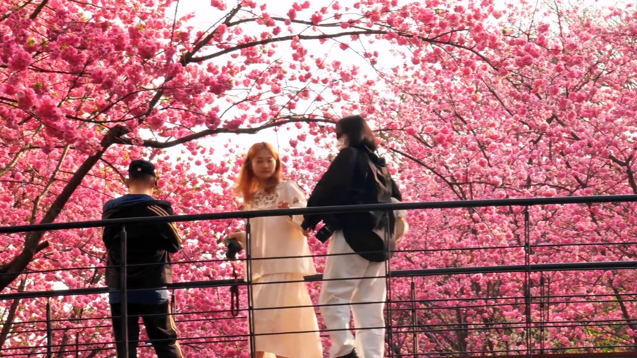 Spring, flowers, cherry blossoms