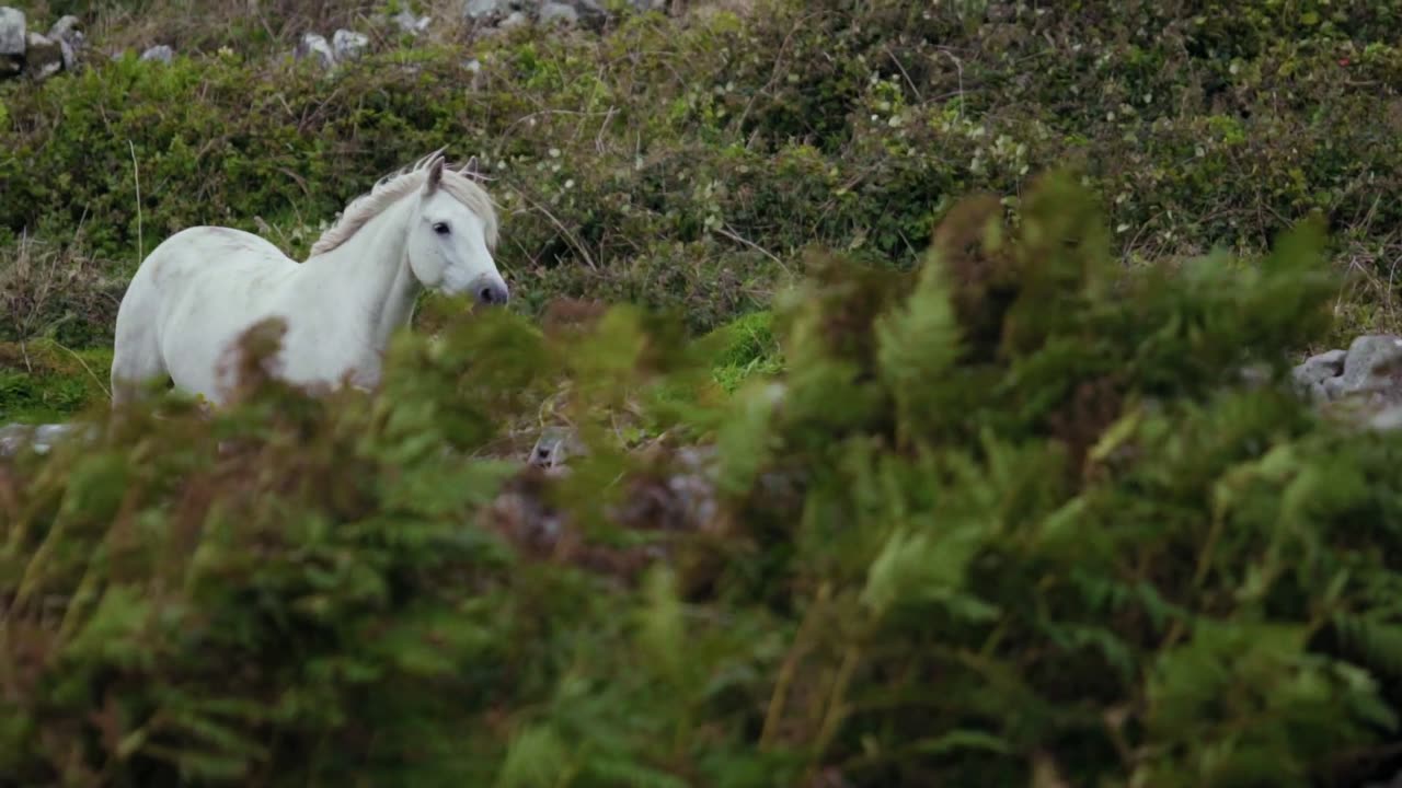 A White Horse in an Open FieldA White Horse in an Open Field