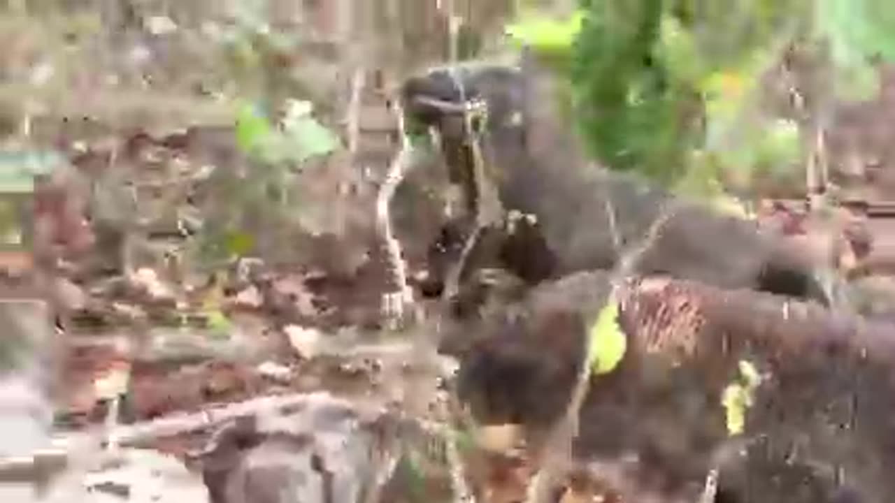 How do Komodo Dragons Paralyze Their Prey Using Their Tail.