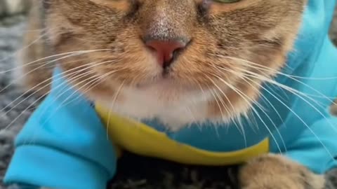 😂😂😂funny cat