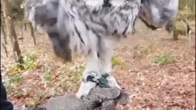 Amazing owl 🦉