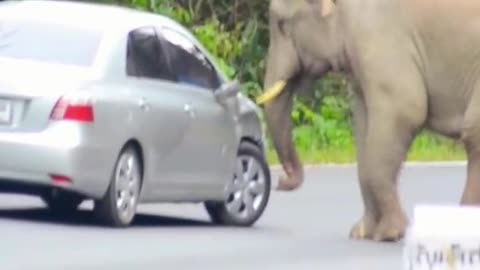 Elephants fight with cars