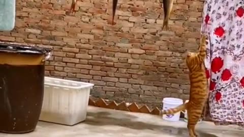 Funny Cat Best Reaction Video 2023 | Funny Animal New Videos | Animals Funny Videos #shorts #animals