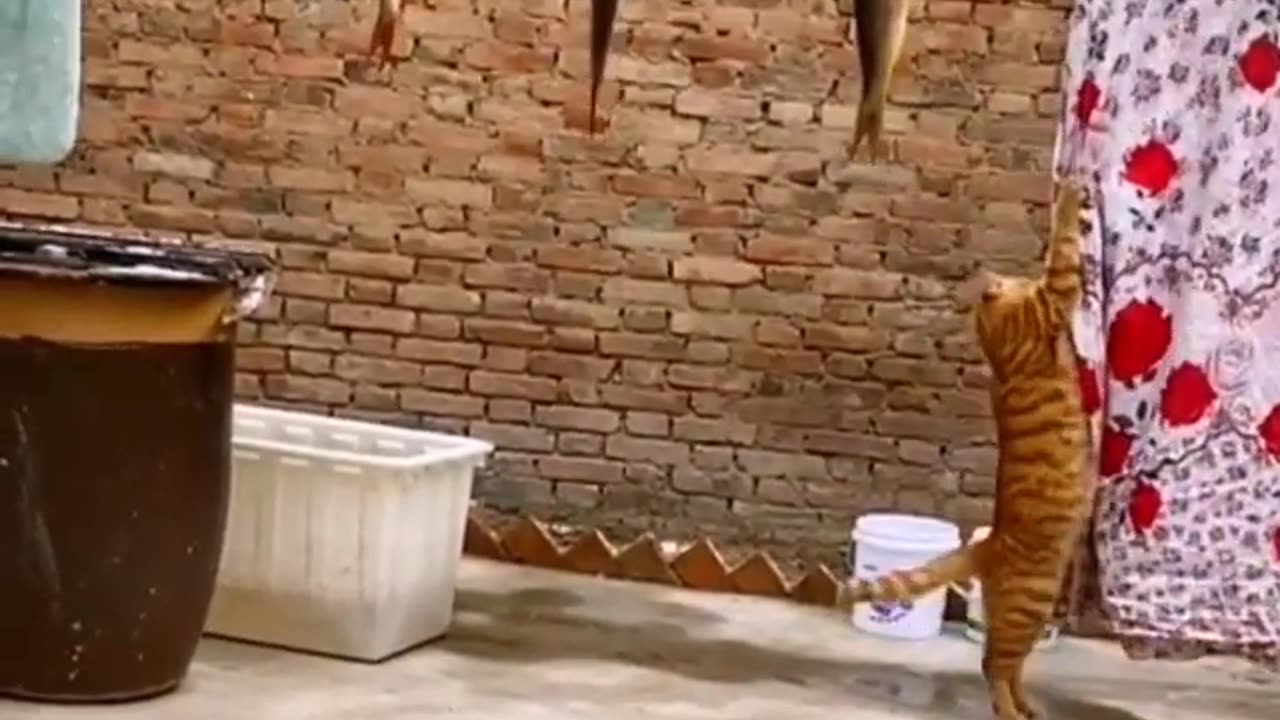 Funny Cat Best Reaction Video 2023 | Funny Animal New Videos | Animals Funny Videos #shorts #animals