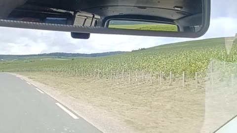 Champagne vineyards in France