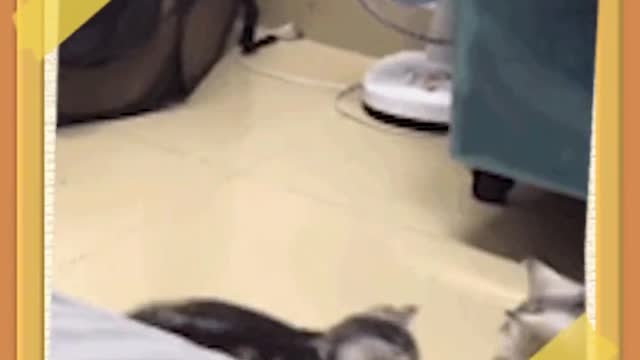 kitten