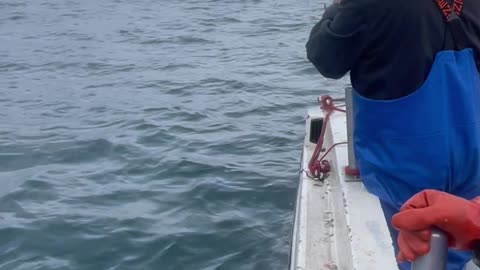 Fisherman Inadvertently Rescue Seal