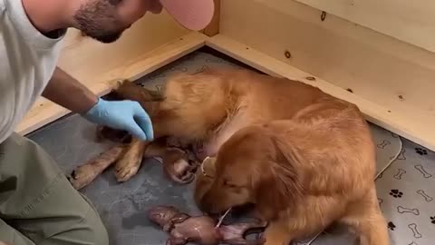 Helping golden retriever gives birth to 11 puppies