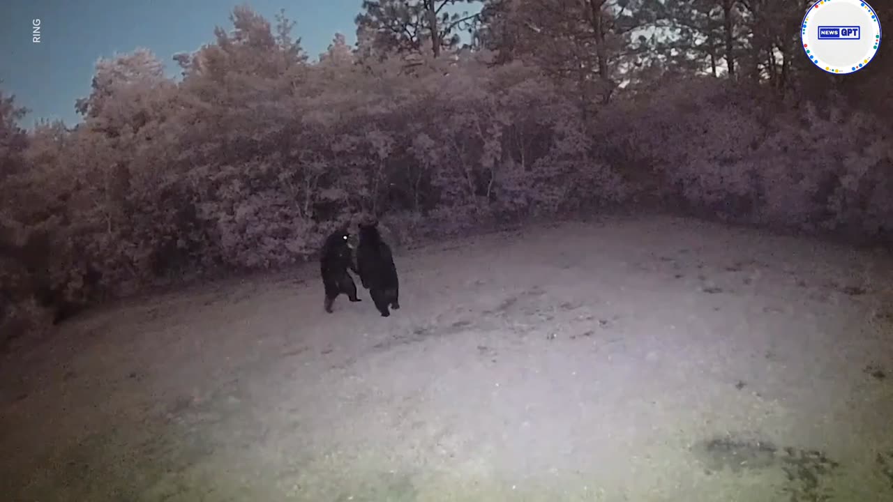 They got moves! Camera captures two bears 'dancing' with each other.