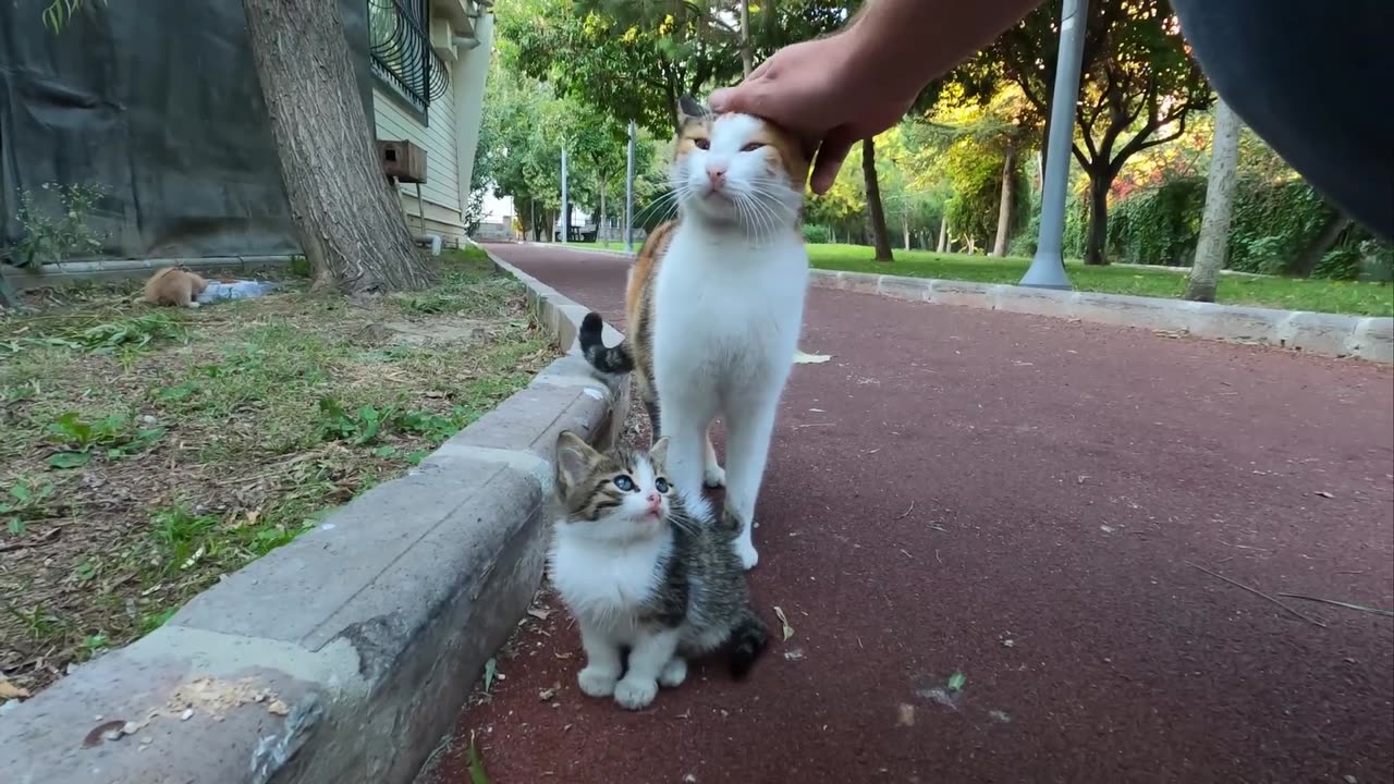 Kitten asking milk from her mommy (Long version