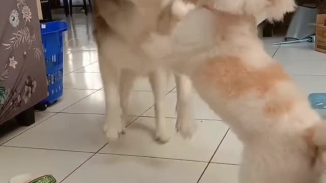 Activity my dog in house